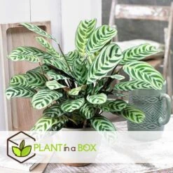 Ctenanthe 'gebedsplant' - Set Van 2 - Burle-marxii - Pot 12cm - Hoogte 25-40cm 8 Ctenanthe 'gebedsplant' - Set Van 2 - Burle-marxii - Pot 12cm - Hoogte 25-40cm -Huishoudelijke Artikelen Winkel 1000030964 0102