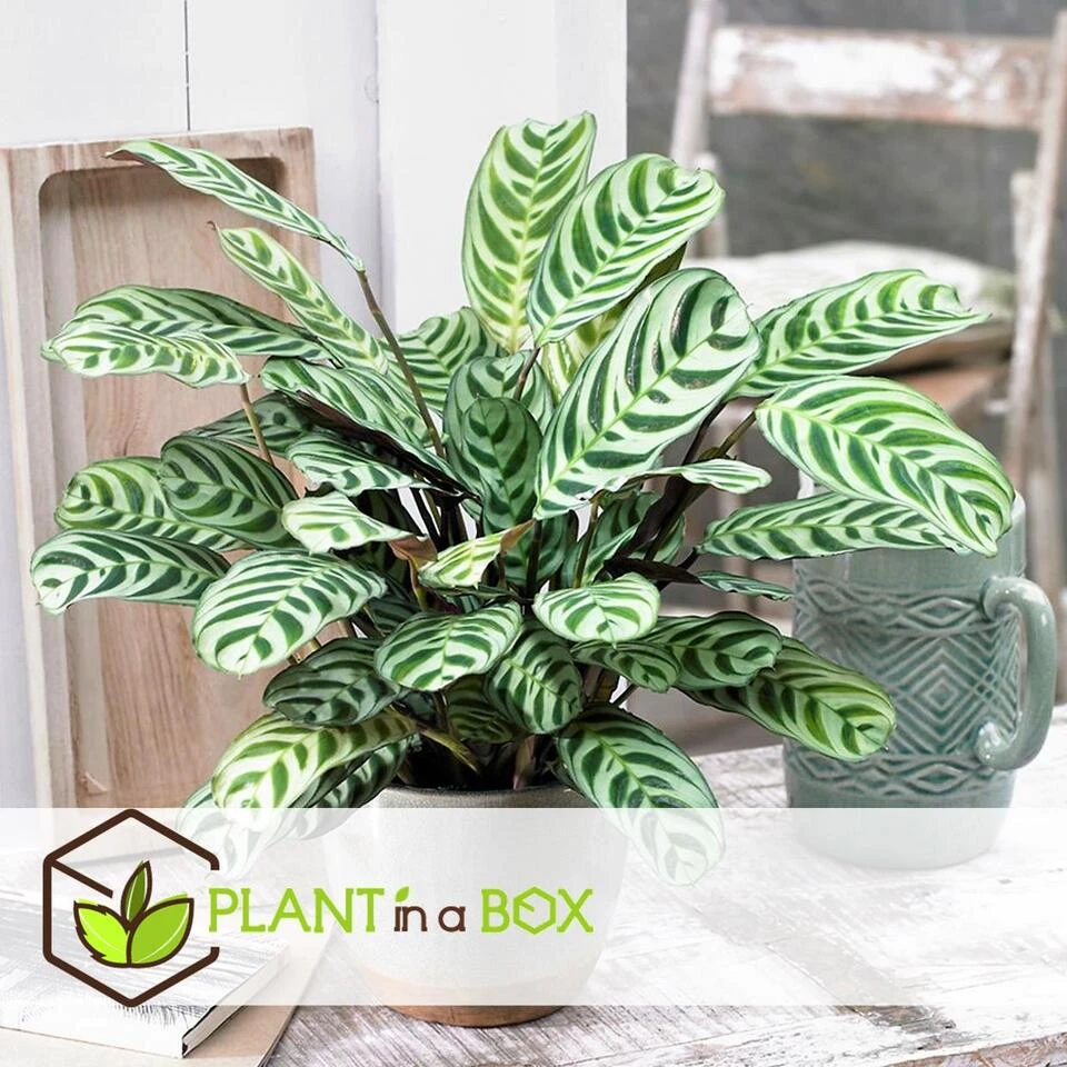 Ctenanthe 'gebedsplant' - Set Van 2 - Burle-marxii - Pot 12cm - Hoogte 25-40cm 5 Ctenanthe 'gebedsplant' - Set Van 2 - Burle-marxii - Pot 12cm - Hoogte 25-40cm - Afbeelding 3