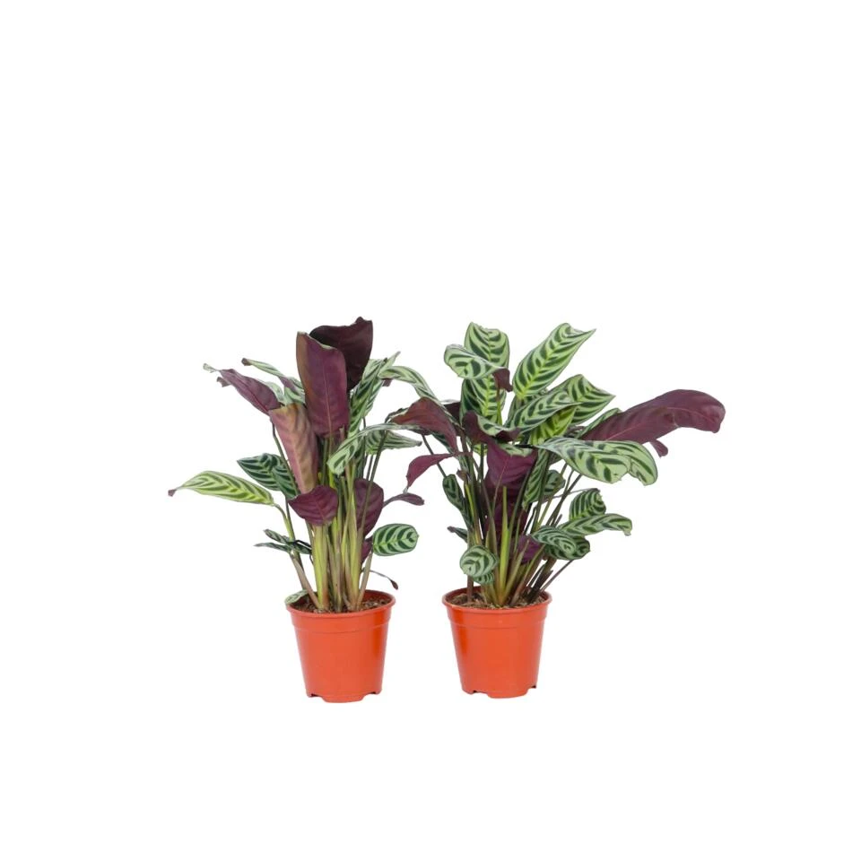 Ctenanthe 'gebedsplant' - Set Van 2 - Burle-marxii - Pot 12cm - Hoogte 25-40cm 3 Ctenanthe 'gebedsplant' - Set Van 2 - Burle-marxii - Pot 12cm - Hoogte 25-40cm