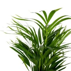 2x Dypsis Lutescens - Goudpalm - ⌀17 Cm - ↕60-70 Cm 8 2x Dypsis Lutescens - Goudpalm - ⌀17 Cm - ↕60-70 Cm -Huishoudelijke Artikelen Winkel 1000072866 0102