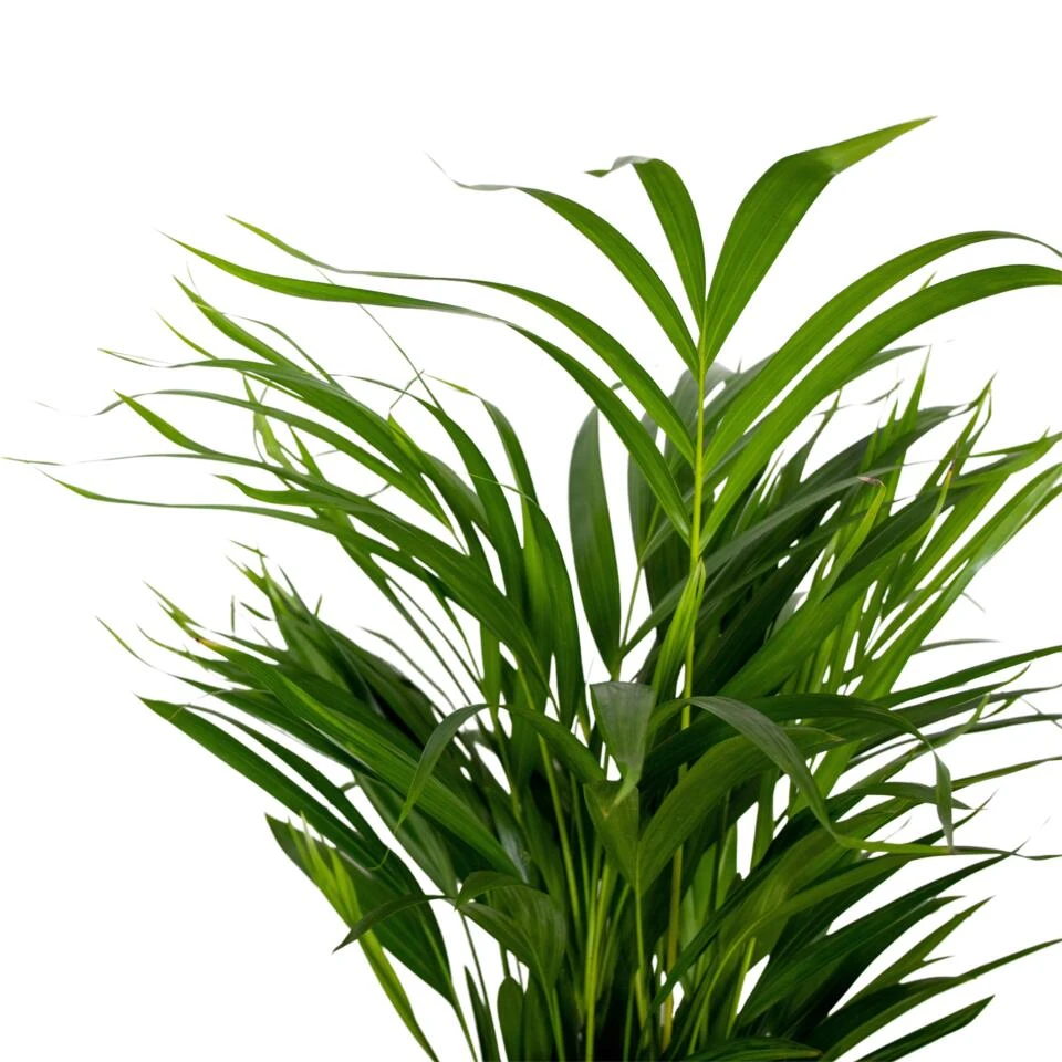 2x Dypsis Lutescens - Goudpalm - ⌀17 Cm - ↕60-70 Cm 5 2x Dypsis Lutescens - Goudpalm - ⌀17 Cm - ↕60-70 Cm - Afbeelding 3