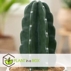Cereus Jamacaru - Cactus "Cuddly" - Pot 18cm - Hoogte 30-35cm -Huishoudelijke Artikelen Winkel 1000082007 0103