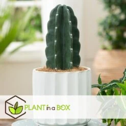 Cereus Jamacaru - Cactus "Cuddly" - Pot 18cm - Hoogte 30-35cm -Huishoudelijke Artikelen Winkel 1000082007 0104
