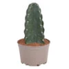 Cereus Jamacaru - Cactus "Cuddly" - Pot 18cm - Hoogte 30-35cm 1 Cereus Jamacaru - Cactus "Cuddly" - Pot 18cm - Hoogte 30-35cm -Huishoudelijke Artikelen Winkel 1000082007