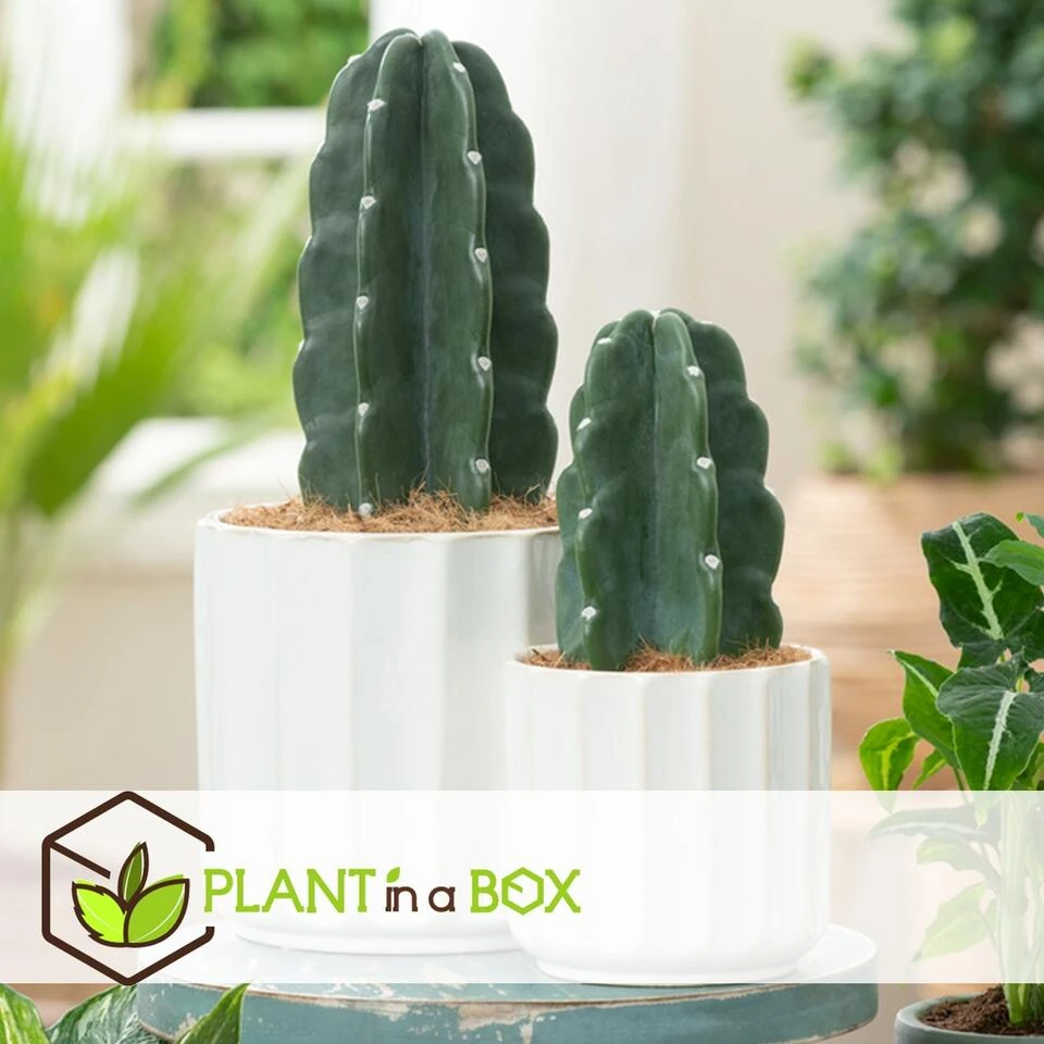Cereus Jamacaru - Mix Van 2 - "Cuddly" Cactus - Pot 18/12cm - Hoogte 25-35cm 4 Cereus Jamacaru - Mix Van 2 - "Cuddly" Cactus - Pot 18/12cm - Hoogte 25-35cm - Afbeelding 2