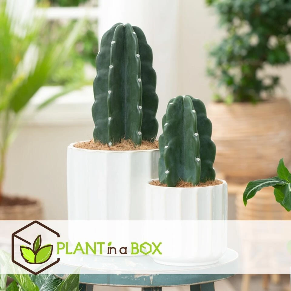 Cereus Jamacaru - Mix Van 2 - "Cuddly" Cactus - Pot 18/12cm - Hoogte 25-35cm 5 Cereus Jamacaru - Mix Van 2 - "Cuddly" Cactus - Pot 18/12cm - Hoogte 25-35cm - Afbeelding 3