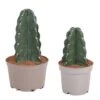 Cereus Jamacaru - Mix Van 2 - "Cuddly" Cactus - Pot 18/12cm - Hoogte 25-35cm