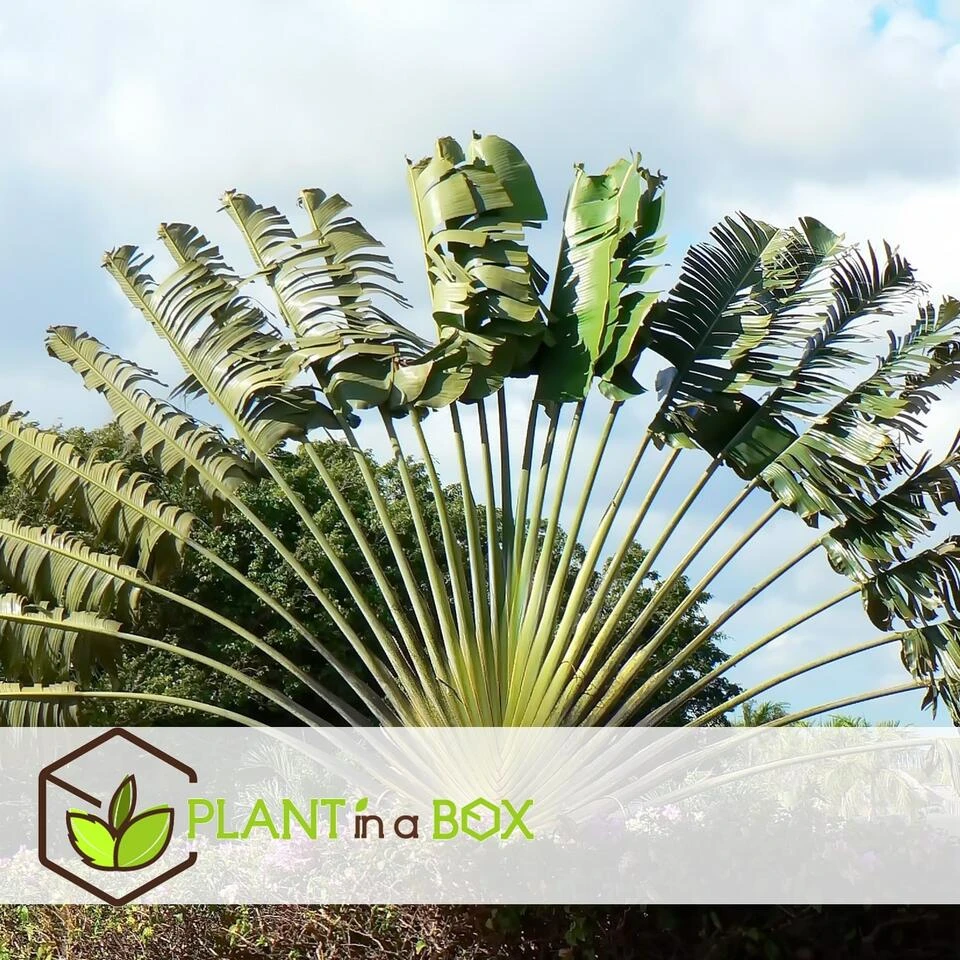 Ravenala Madagascariensis - Set Van 6 - Reizigerspalm - Pot 9cm - Hoogte 25-40cm 4 Ravenala Madagascariensis - Set Van 6 - Reizigerspalm - Pot 9cm - Hoogte 25-40cm - Afbeelding 2