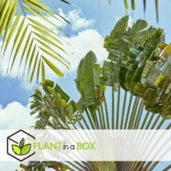 Ravenala Madagascariensis - Set Van 6 - Reizigerspalm - Pot 9cm - Hoogte 25-40cm 8 Ravenala Madagascariensis - Set Van 6 - Reizigerspalm - Pot 9cm - Hoogte 25-40cm -Huishoudelijke Artikelen Winkel 1000087973 0103