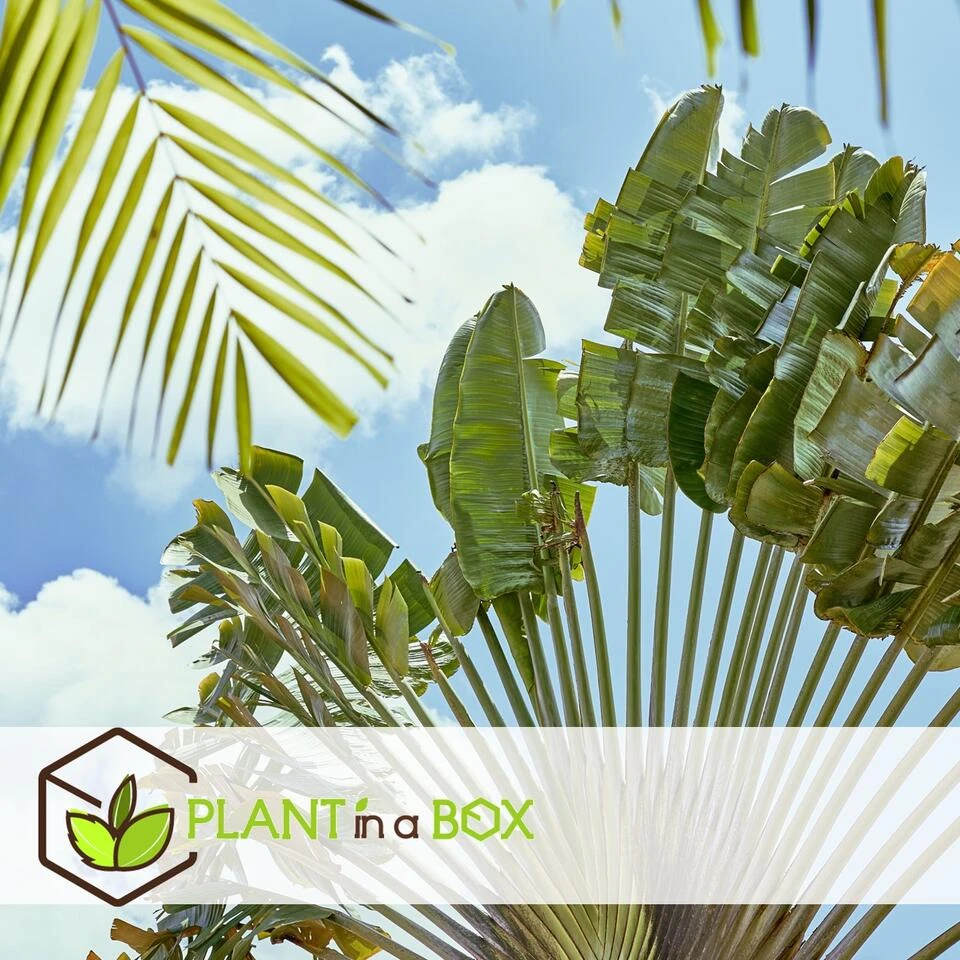 Ravenala Madagascariensis - Set Van 6 - Reizigerspalm - Pot 9cm - Hoogte 25-40cm 5 Ravenala Madagascariensis - Set Van 6 - Reizigerspalm - Pot 9cm - Hoogte 25-40cm - Afbeelding 3