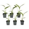 Ravenala Madagascariensis - Set Van 6 - Reizigerspalm - Pot 9cm - Hoogte 25-40cm -Huishoudelijke Artikelen Winkel 1000087973