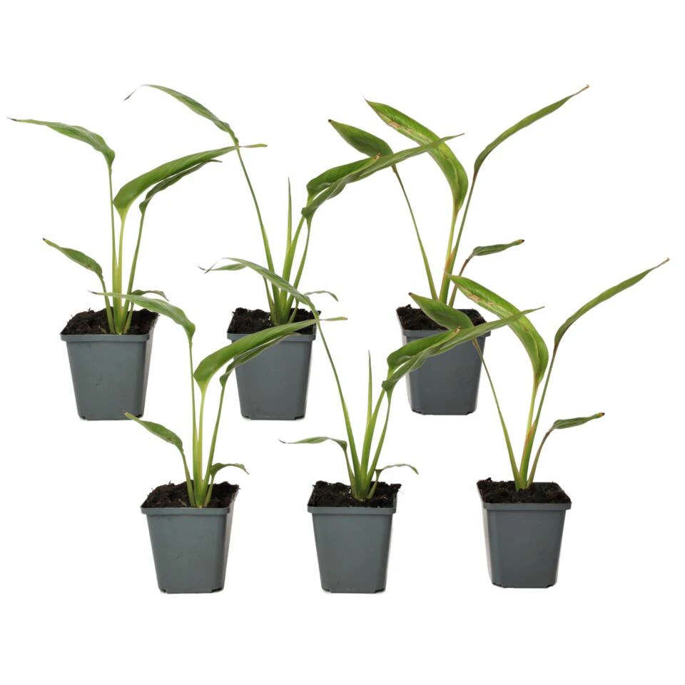 Ravenala Madagascariensis - Set Van 6 - Reizigerspalm - Pot 9cm - Hoogte 25-40cm 3 Ravenala Madagascariensis - Set Van 6 - Reizigerspalm - Pot 9cm - Hoogte 25-40cm
