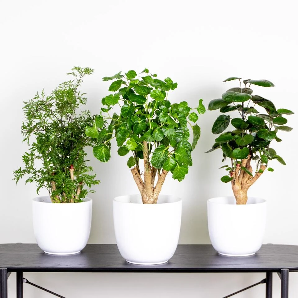 3x Polyscias Mix - Fabian - Ming - Green Lemon P12H30 4 3x Polyscias Mix - Fabian - Ming - Green Lemon P12H30 - Afbeelding 2