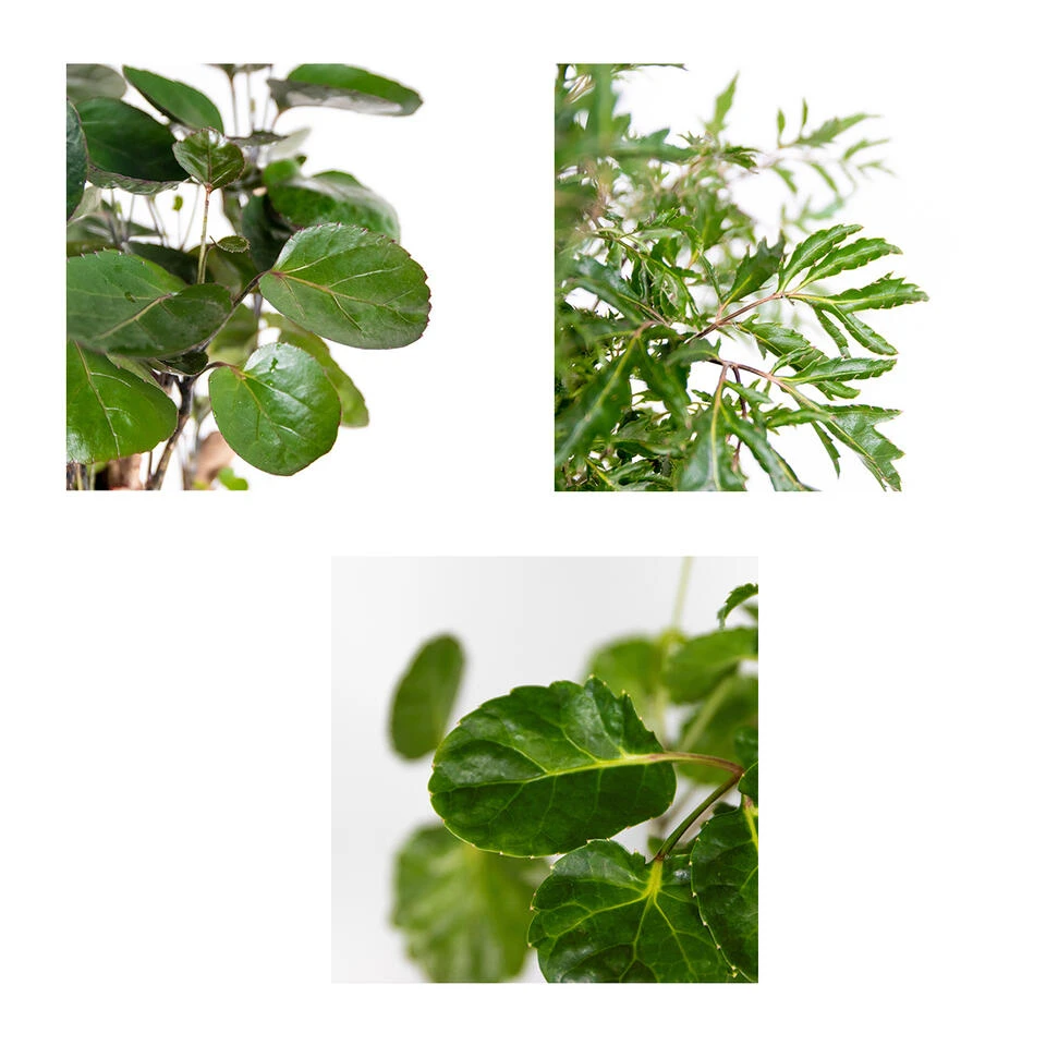 3x Polyscias Mix - Fabian - Ming - Green Lemon P12H30 5 3x Polyscias Mix - Fabian - Ming - Green Lemon P12H30 - Afbeelding 3