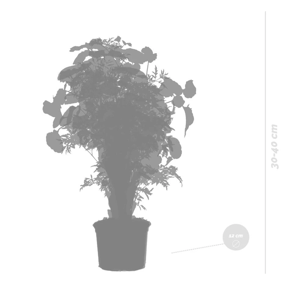 3x Polyscias Mix - Fabian - Ming - Green Lemon P12H30 6 3x Polyscias Mix - Fabian - Ming - Green Lemon P12H30 - Afbeelding 4