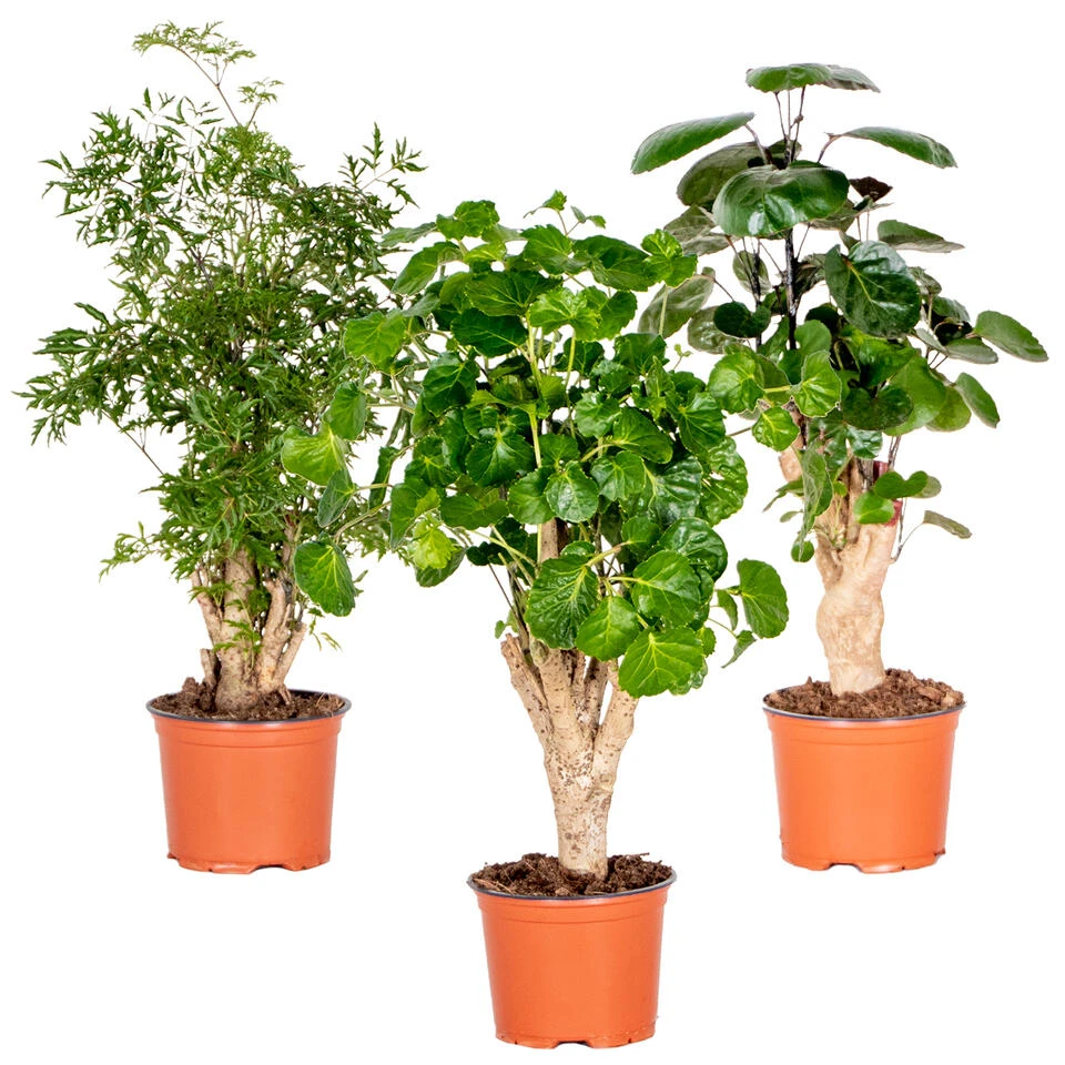 3x Polyscias Mix - Fabian - Ming - Green Lemon P12H30 3 3x Polyscias Mix - Fabian - Ming - Green Lemon P12H30